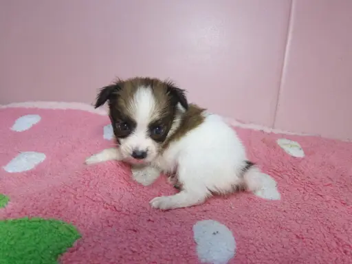 パピヨンの子犬販売