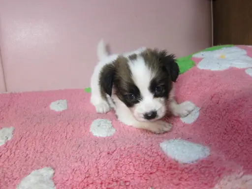 パピヨンの子犬販売