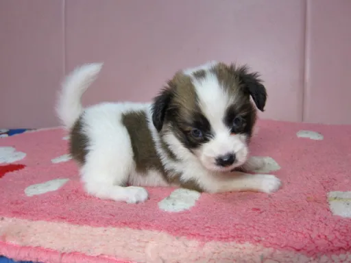 パピヨンの子犬販売