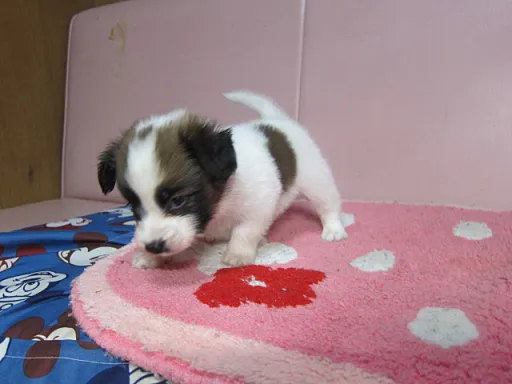 パピヨンの子犬販売