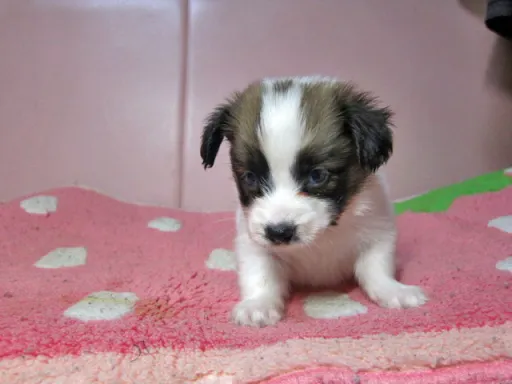 パピヨンの子犬販売