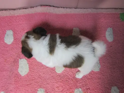 パピヨンの子犬販売