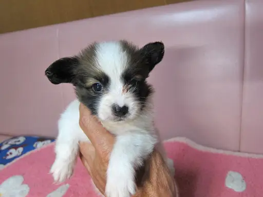 パピヨンの子犬販売