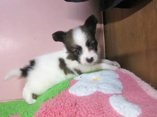 パピヨンの子犬販売