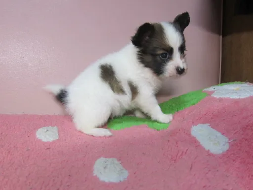 パピヨンの子犬販売