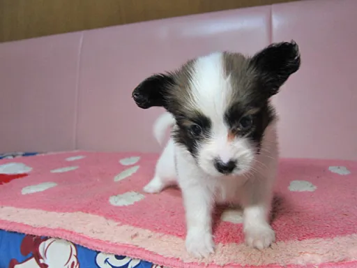 パピヨンの子犬販売