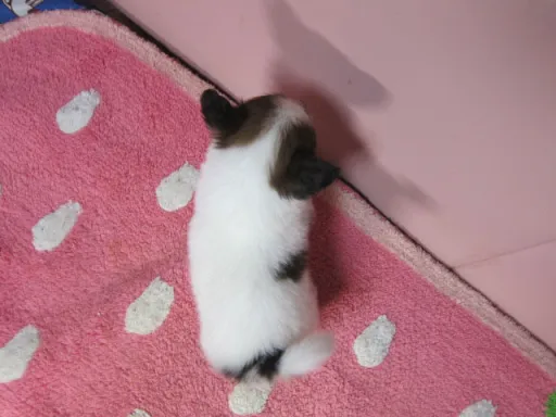 パピヨンの子犬販売