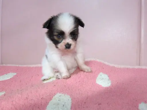 パピヨンの子犬販売