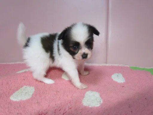 パピヨンの子犬販売