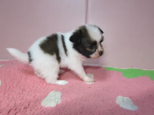 パピヨンの子犬販売