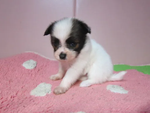 パピヨンの子犬販売
