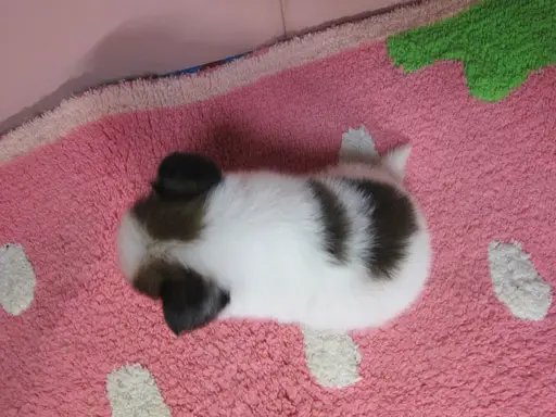 パピヨンの子犬販売