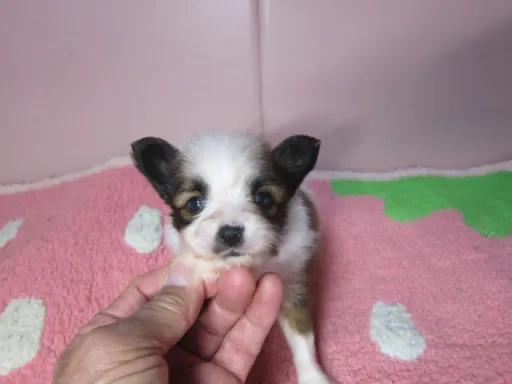 パピヨンの子犬販売