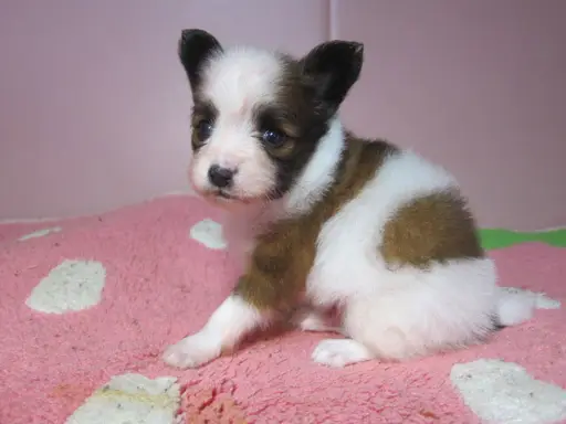 パピヨンの子犬販売