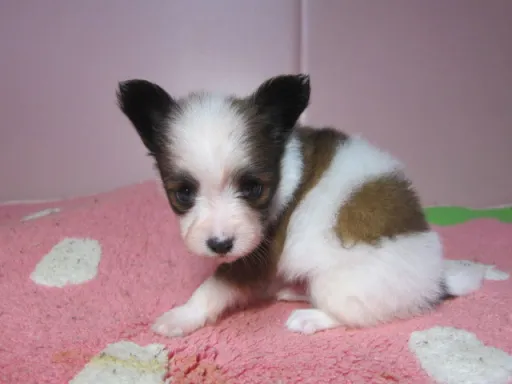パピヨンの子犬販売