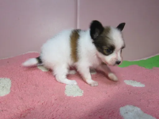 パピヨンの子犬販売