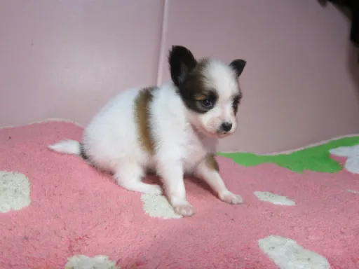 パピヨンの子犬販売