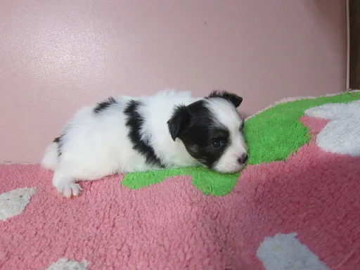 パピヨンの子犬販売