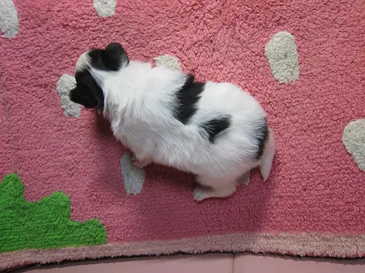 パピヨンの子犬販売