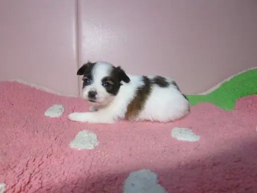 パピヨンの子犬販売