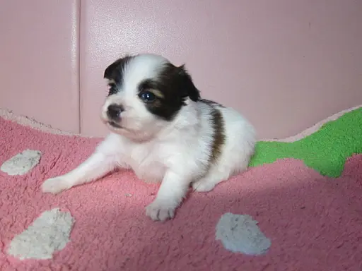 パピヨンの子犬販売