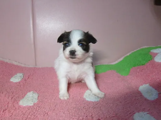 パピヨンの子犬販売