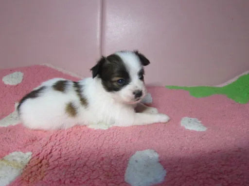 パピヨンの子犬販売