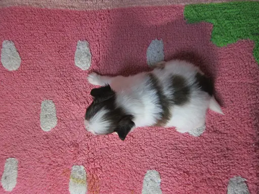 パピヨンの子犬販売