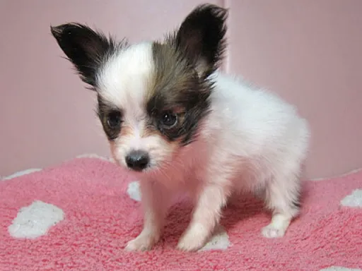 パピヨンの子犬販売