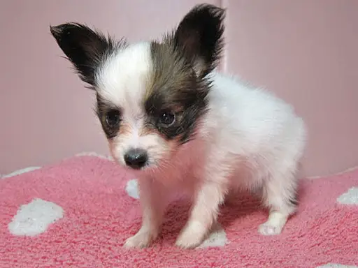 パピヨンの子犬販売
