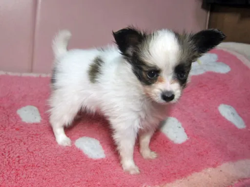 パピヨンの子犬販売