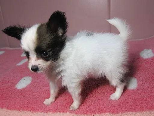 パピヨンの子犬販売