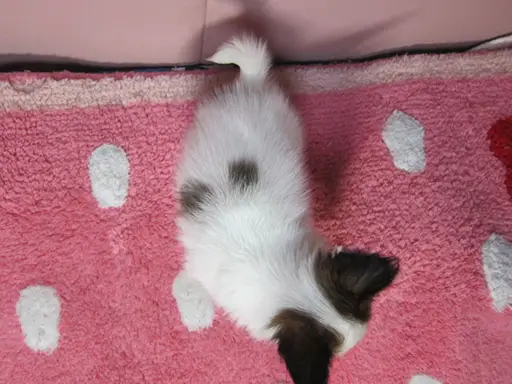 パピヨンの子犬販売