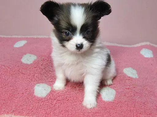 パピヨンの子犬販売