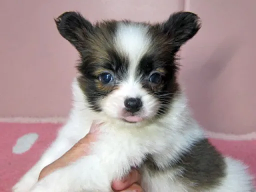 パピヨンの子犬販売