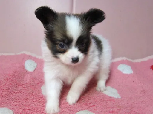パピヨンの子犬販売
