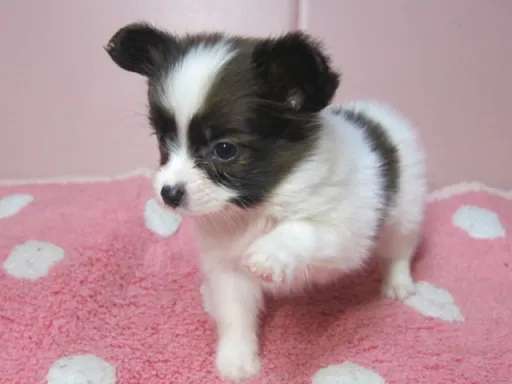 パピヨンの子犬販売