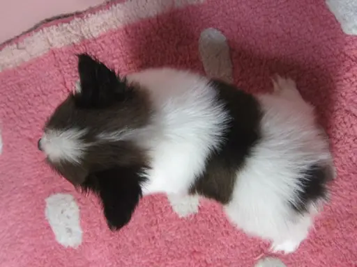 パピヨンの子犬販売