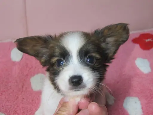 パピヨンの子犬販売