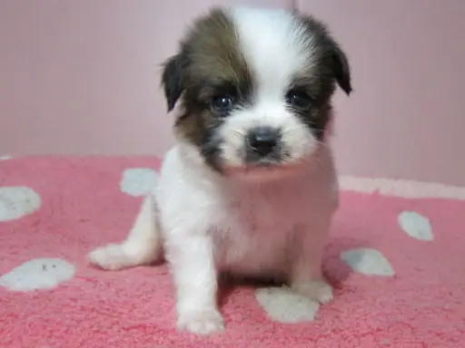 パピヨンの子犬販売