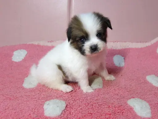 パピヨンの子犬販売