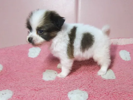 パピヨンの子犬販売