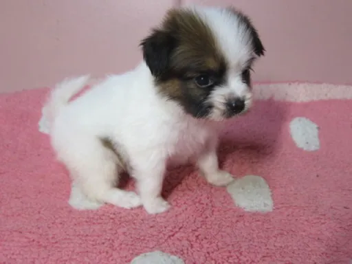 パピヨンの子犬販売