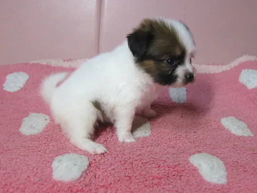 パピヨンの子犬販売