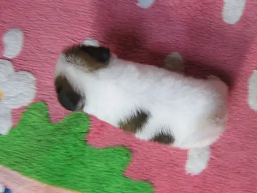 パピヨンの子犬販売