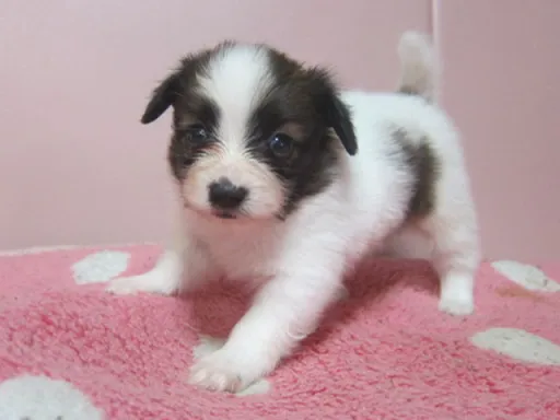 パピヨンの子犬販売
