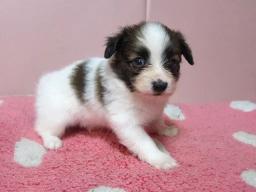 パピヨンの子犬販売
