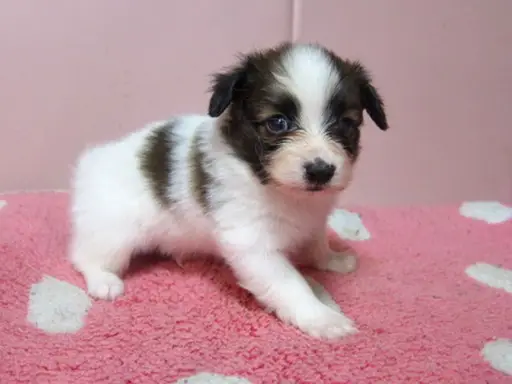 パピヨンの子犬販売