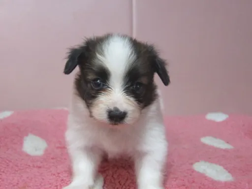 パピヨンの子犬販売