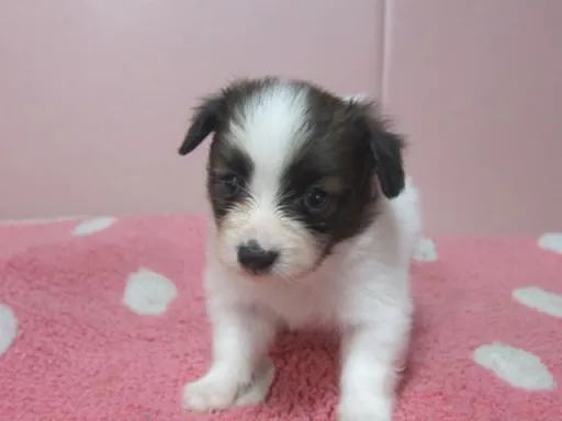 パピヨンの子犬販売